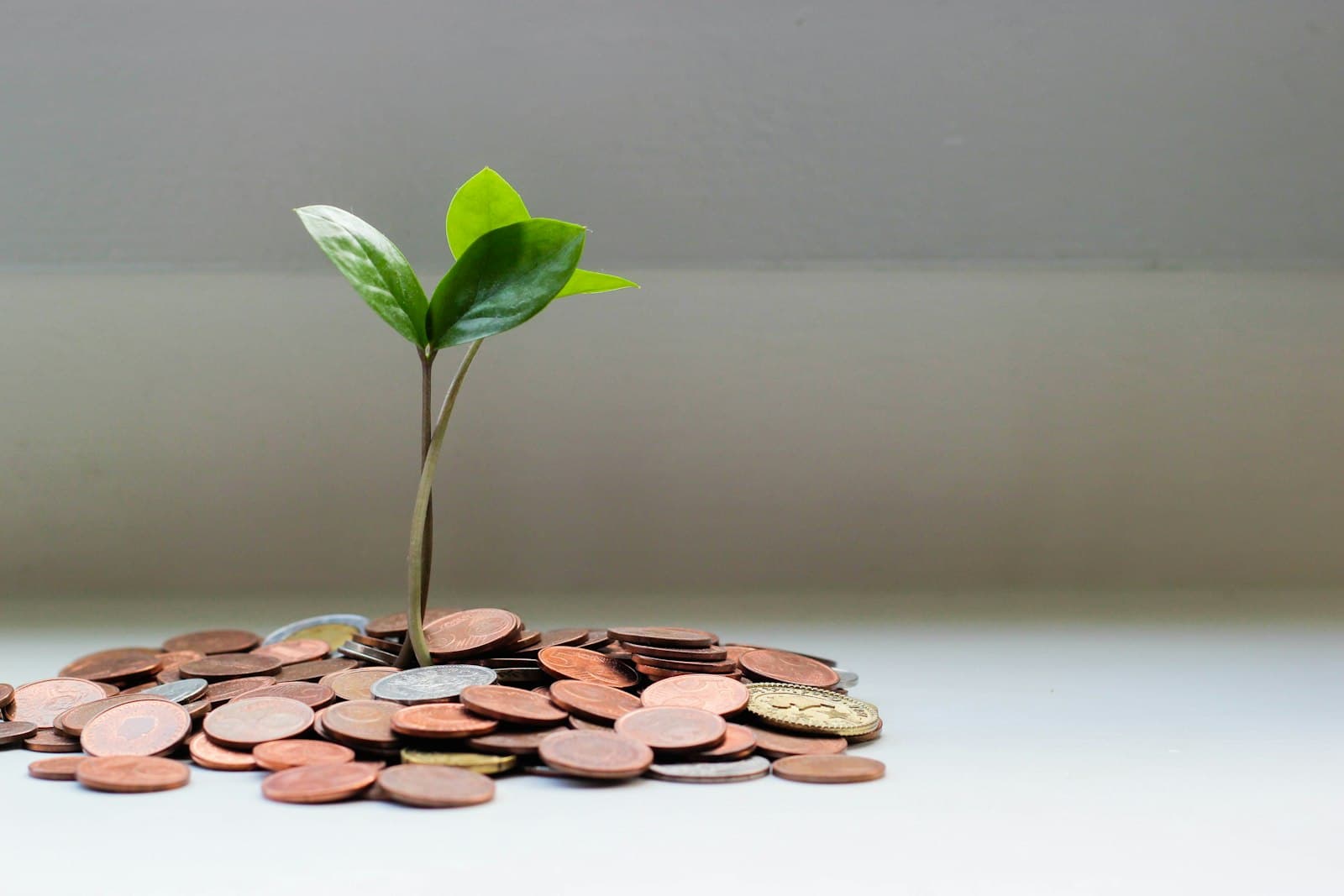 A pile of coins with a small plant growing from them